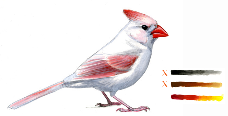 746x379 Abnormal Coloration In Birds Melanin Reduction - Cardinal Bird Sketch