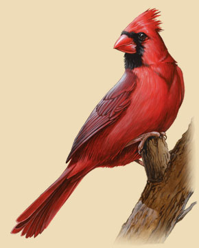 290x360 Northern Cardinal Facts Amp Information - Cardinal Bird Sketch