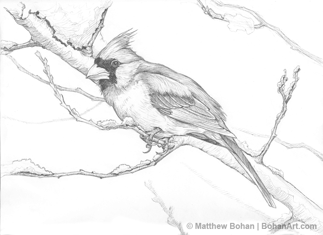 640x466 Northern Cardinal Pencil Sketch Downloads And Sketches In 2018 - Cardinal Bird Sketch