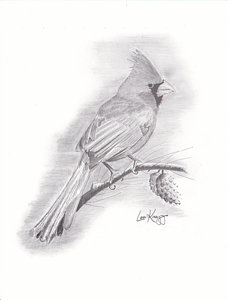 228x300 Cardinal Bird Drawings - Cardinal Bird Sketch