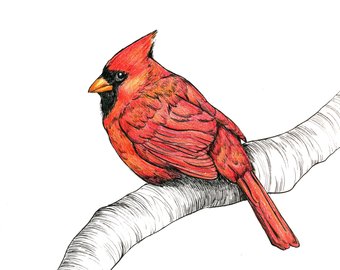 340x270 Cardinal Drawing Etsy - Cardinal Sketch