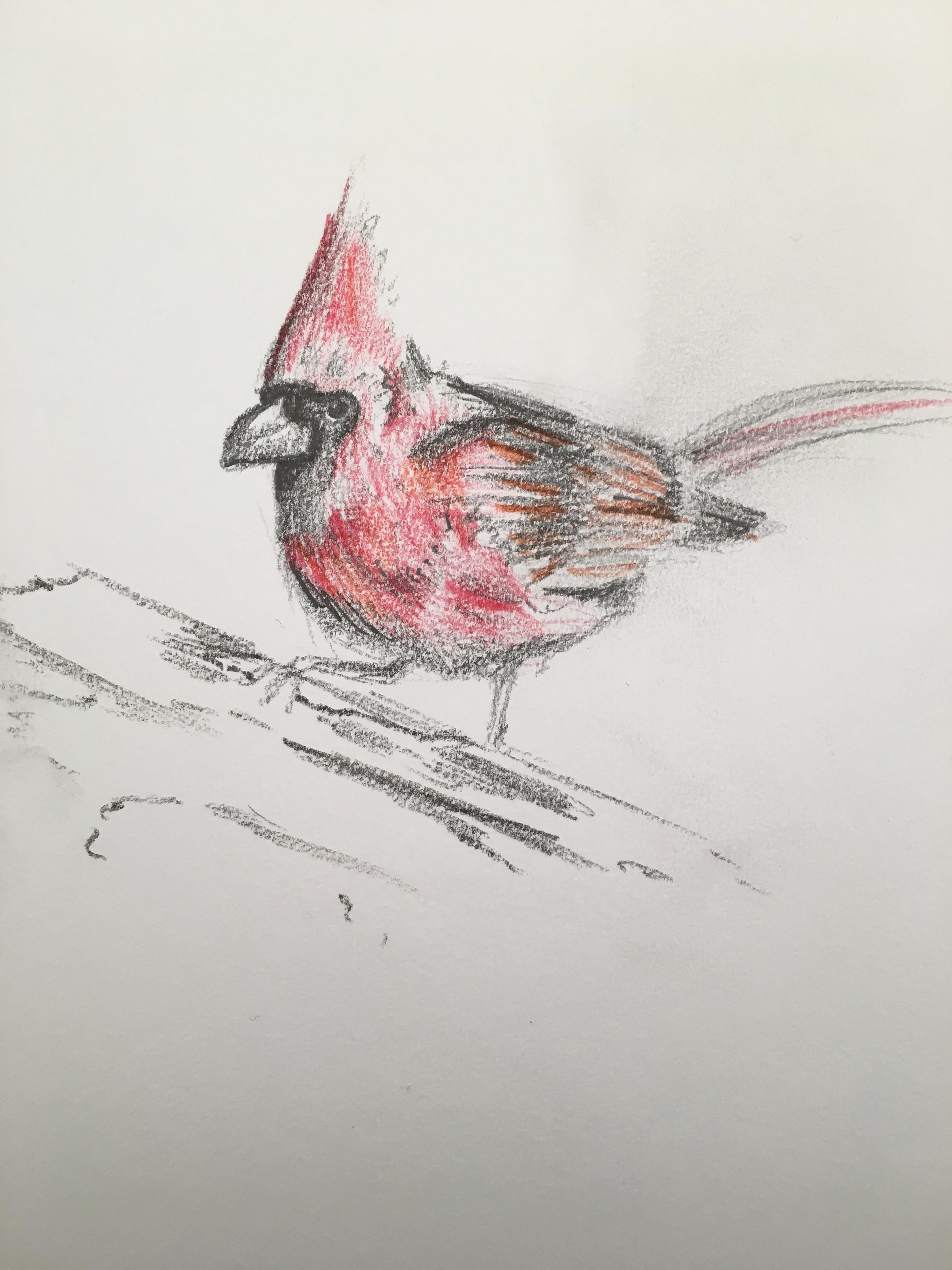 3024x4032 Cardinal Sketch - Cardinal Sketch