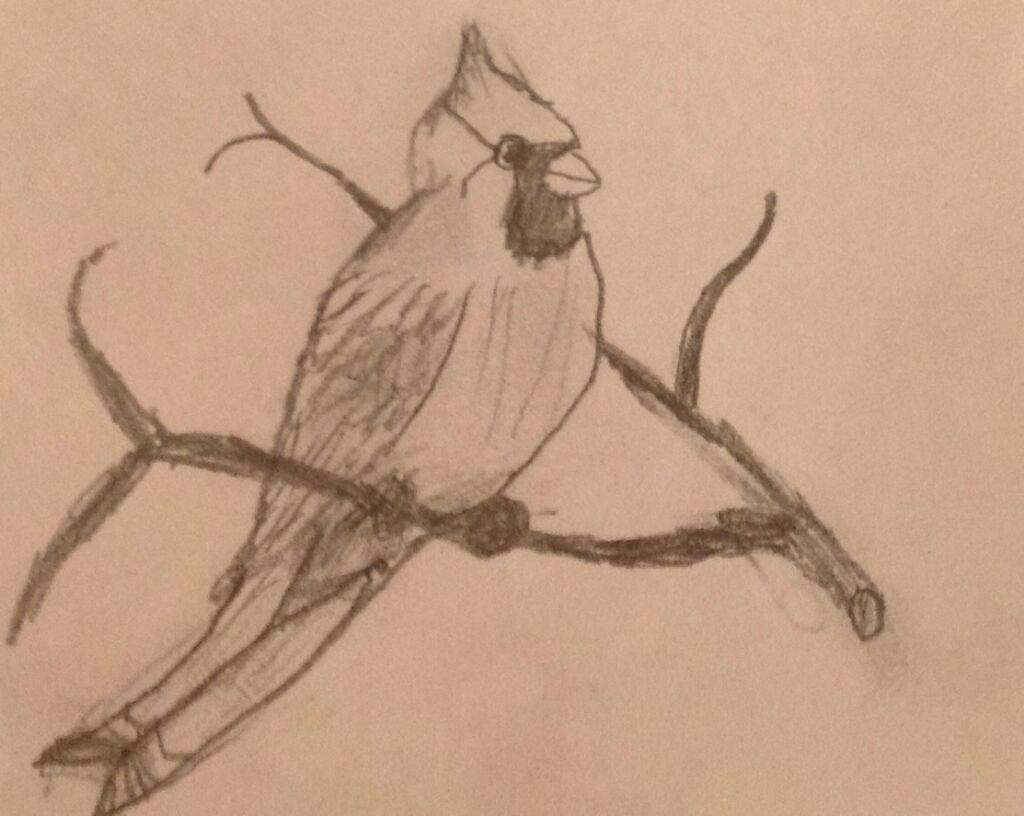 1024x816 Cardinal Sketch Art Amino - Cardinal Sketch
