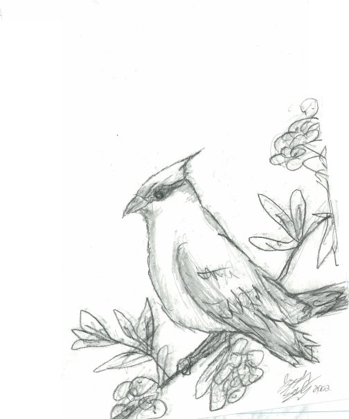 504x604 Cardinal Sketch By The Bound Phoenix - Cardinal Sketch