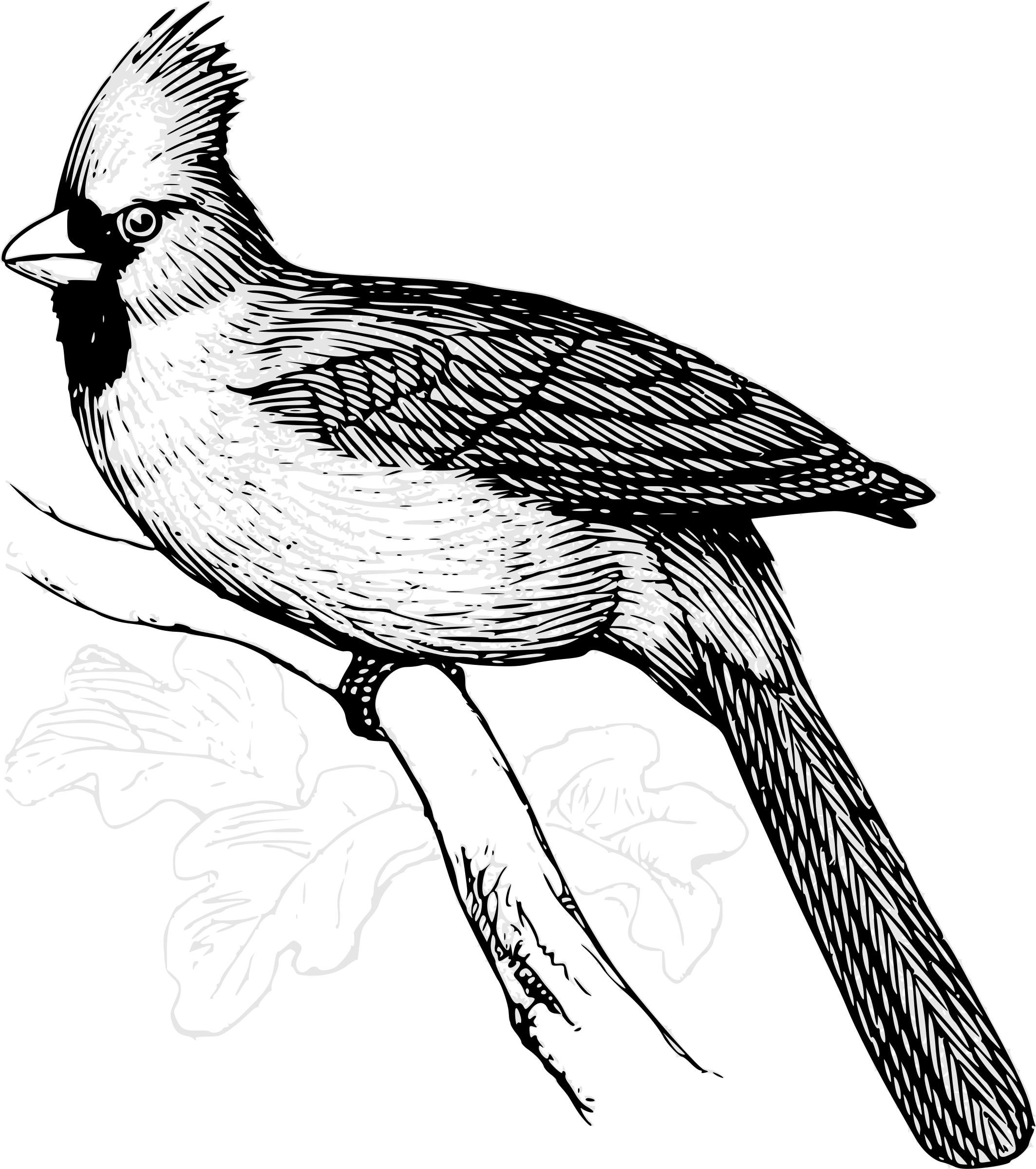 2127x2400 Collection Of Free Cardinal Drawing Sketch. Download On Ubisafe - Cardinal Sketch