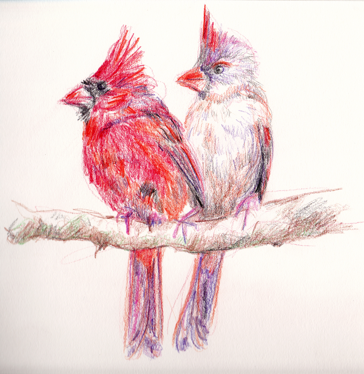 1200x1233 Draw A Bird Day Cardinal Method Two Madness - Cardinal Sketch