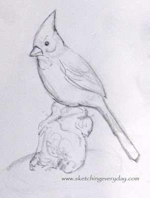 303x400 Drawing Everyday Cardinal Sketch - Cardinal Sketch