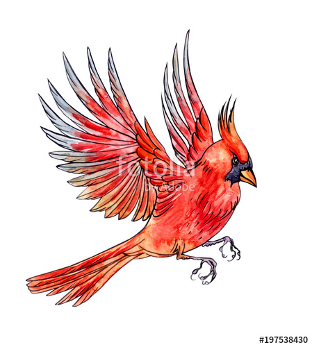449x500 Flying Bird Cardinal, Hand Drawing, Sketch. An Image Of A Bird In - Cardinal Sketch
