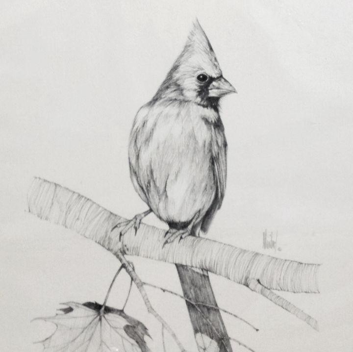 Cardinal Sketch at Explore collection of Cardinal