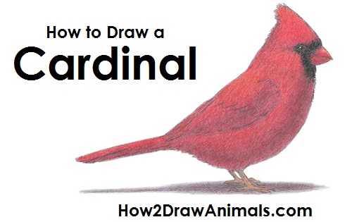 500x315 How To Draw A Cardinal - Cardinal Sketch