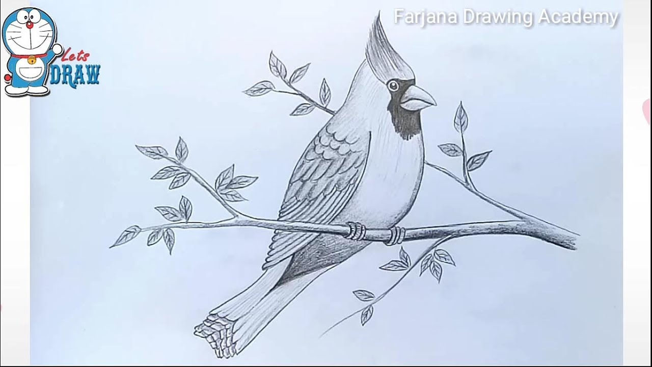 1280x720 How To Draw Cardinal Bird Pencil Drawing - Cardinal Sketch