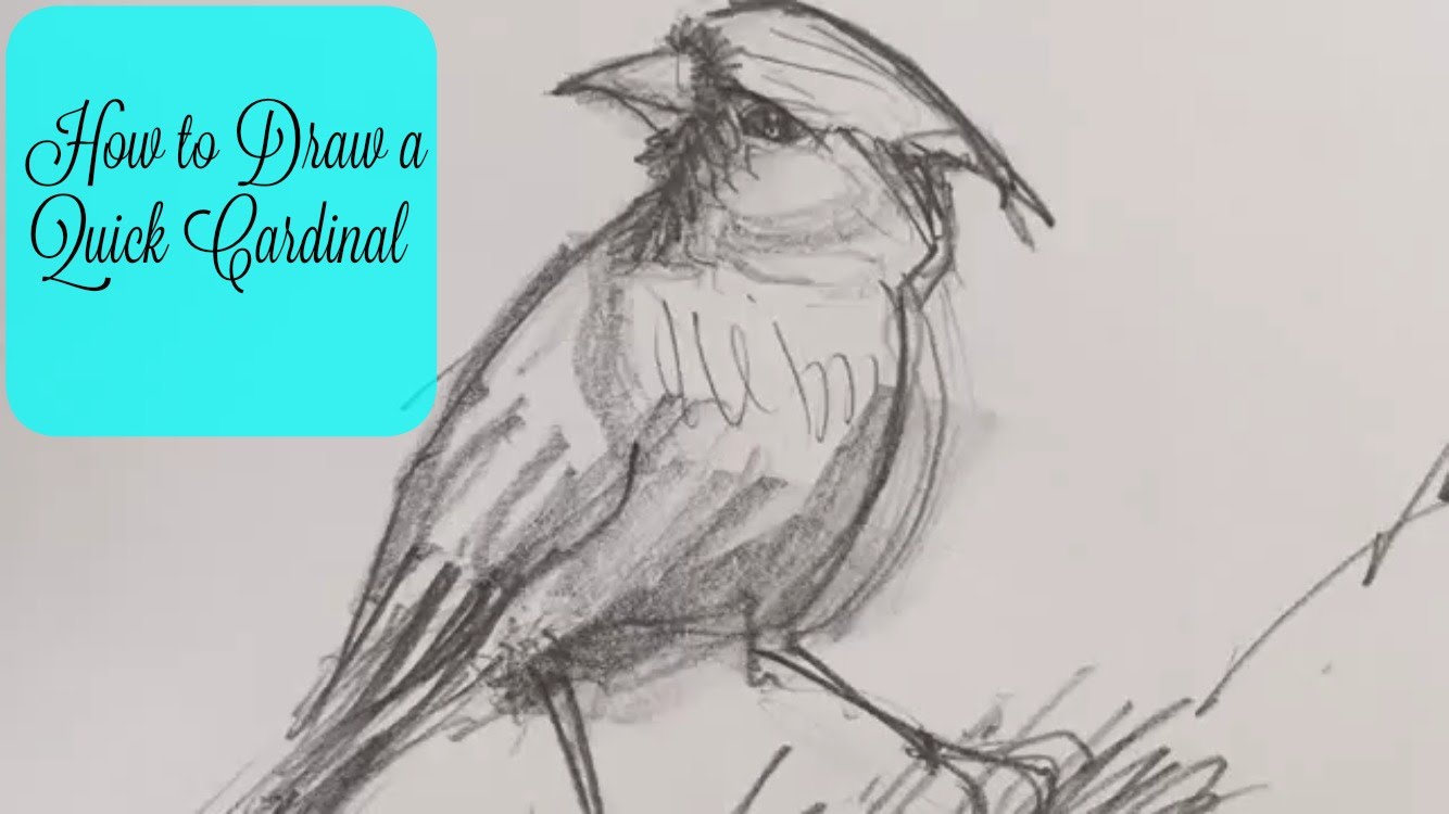 1334x750 How To Draw A Quick Cardinal - Cardinal Sketch