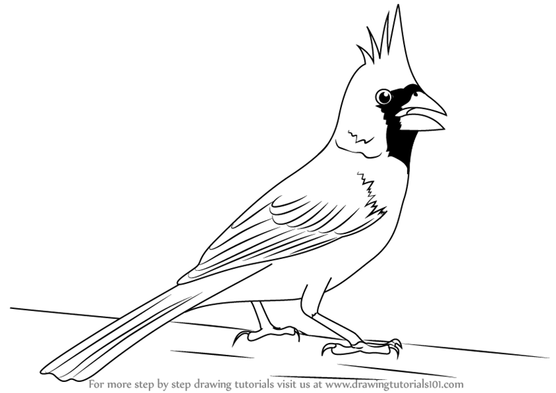 800x566 Learn How To Draw A Northern Cardinal (Birds) Step By Step - Cardinal Sketch