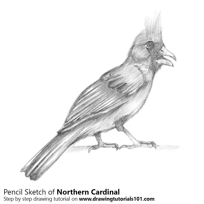 800x800 Northern Cardinal Pencil Drawing - Cardinal Sketch