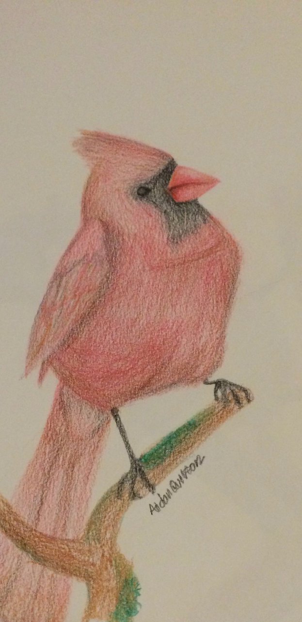 623x1282 Cardinal Sketch By Ubermedic07 - Cardinal Sketch