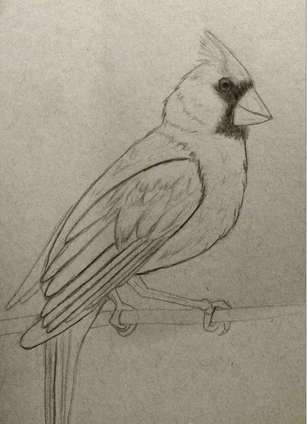 Cardinal Sketch at PaintingValley.com | Explore collection of Cardinal ...