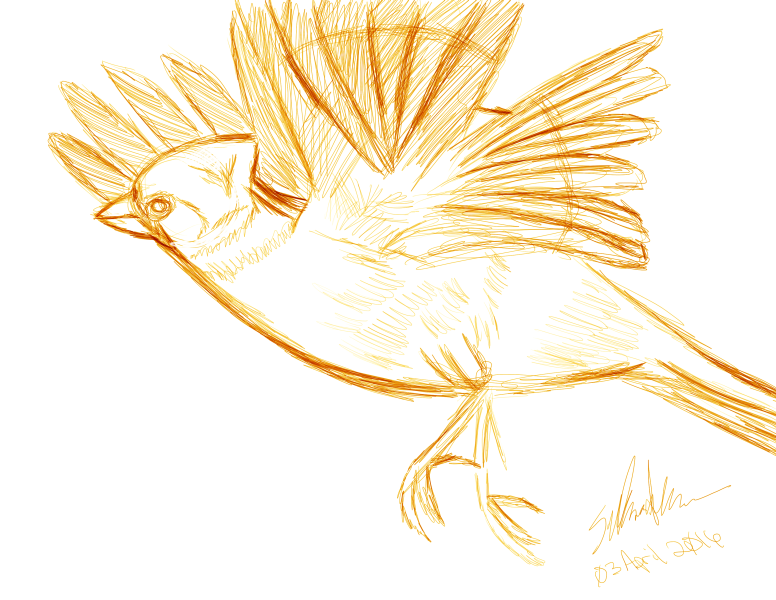 776x600 Cardinal Sketch Weasyl - Cardinal Sketch