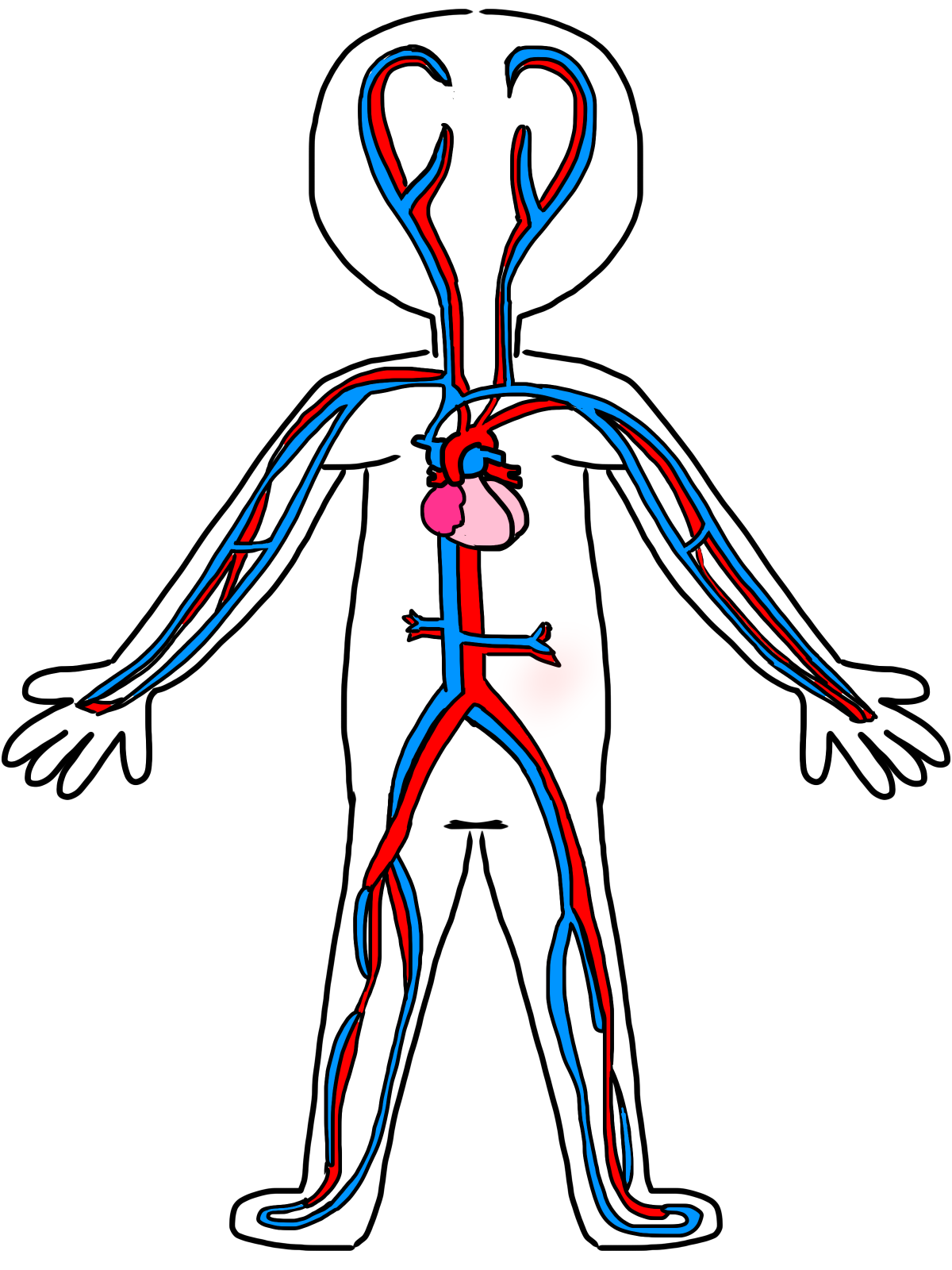 1200x1600 16 Circulatory System Drawing Kids . Free Cliparts That You Can - Cardiovascular System Sketch