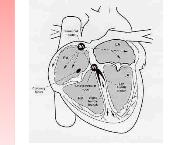 638x479 Cardiovascular System - Cardiovascular System Sketch