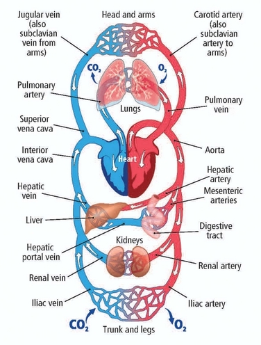 376x496 Chapter 31 The Human Circulatory System - Cardiovascular System Sketch
