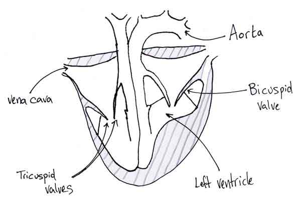 600x398 Circulatory System Human Veins, Arteries, Heart Facts Amp Functions - Cardiovascular System Sketch