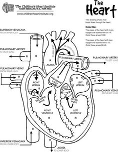 236x305 73 Best Poster Of Circulatory Systemcardiovascular System Images - Cardiovascular System Sketch