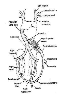260x406 Circulatory System - Cardiovascular System Sketch