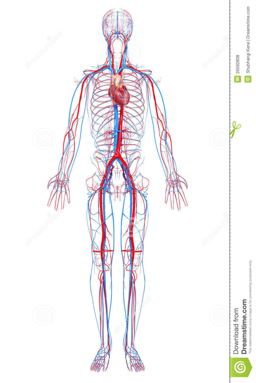 870x1300 Collection Of Circulatory System Drawing Download Them And Try - Cardiovascular System Sketch