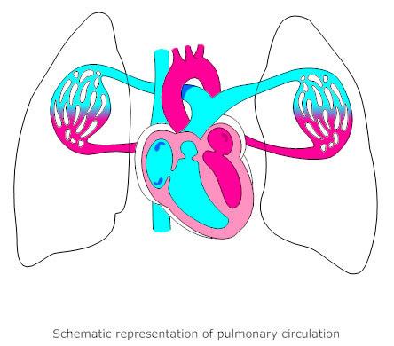 444x390 Collection Of Free Circulating Clipart Cardiovascular System - Cardiovascular System Sketch