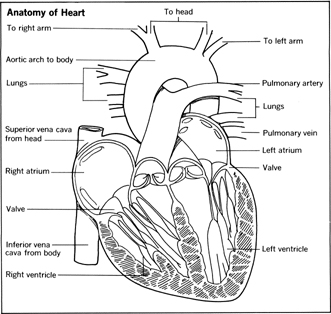 331x314 Coronary Artery Disease - Cardiovascular System Sketch