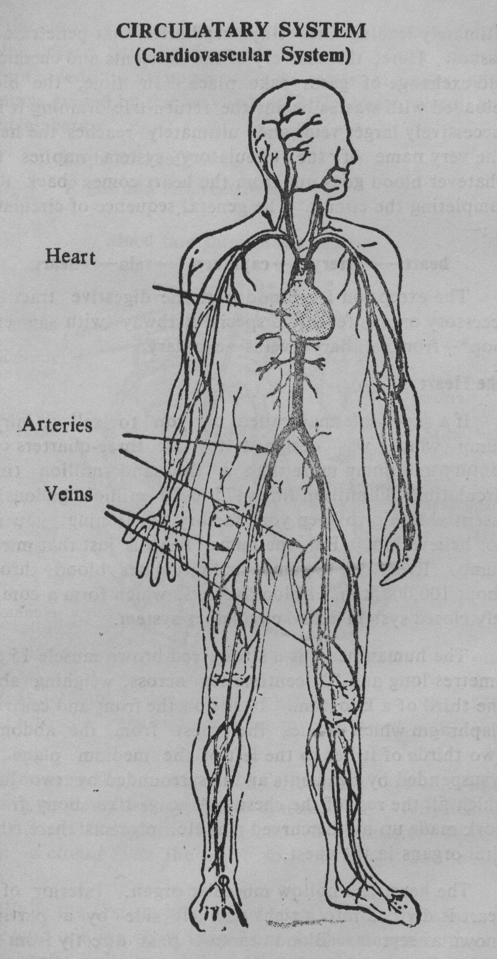 1012x1953 Publications Books Online Preksha Dhyana - Cardiovascular System Sketch