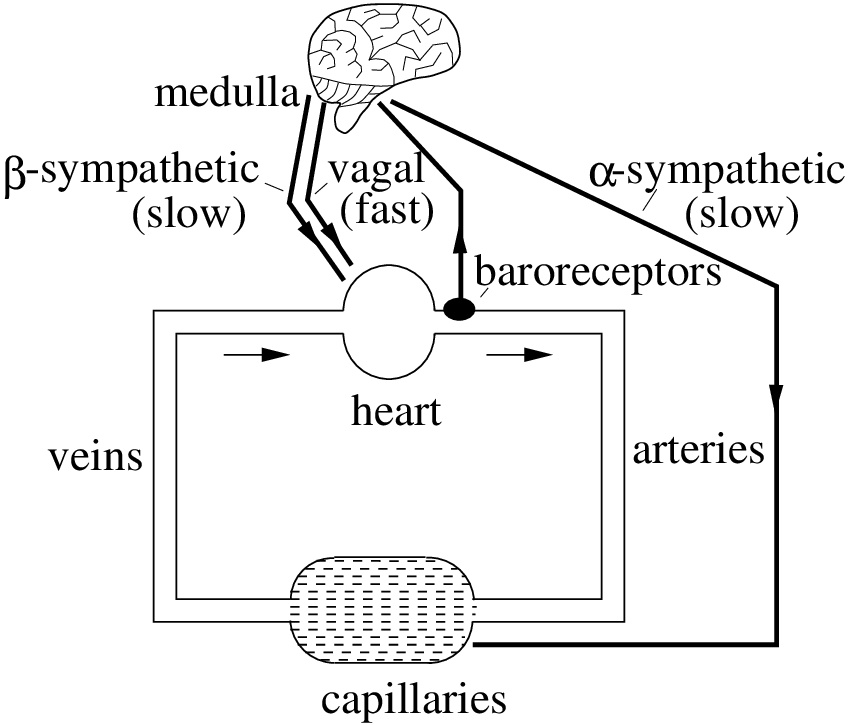 849x725 A Sketch Of The Short Term Baroreflex Cardiac Control System - Cardiovascular System Sketch