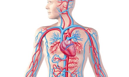 440x264 Show Me A Diagram Of The Human Heart Here Are A Bunch - Cardiovascular System Sketch