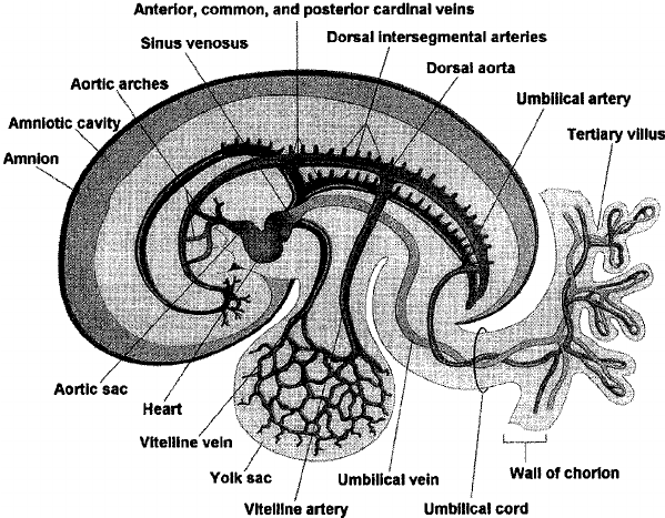 599x467 Sketch Of The Primitive Cardiovascular System In An Embryo Of - Cardiovascular System Sketch