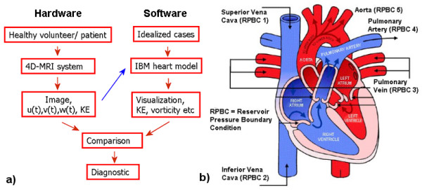 600x271 The Proposed Cardiovascular Modeling System (Cms) And Sketch Of - Cardiovascular System Sketch