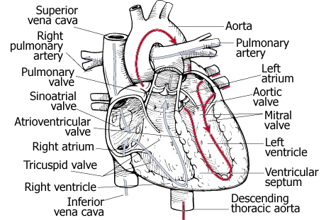 460x310 Anatomy Lecture Notes Unit 7 Circulatory System - Cardiovascular System Sketch