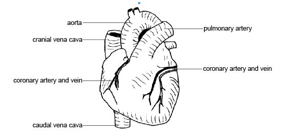 549x267 Anatomy And Physiology Of Animalscardiovascular Systemthe Heart - Cardiovascular System Sketch