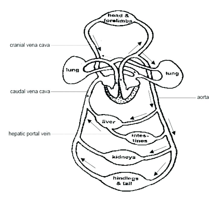 878x801 Astounding Ideas Circulatory System Coloring - Cardiovascular System Sketch