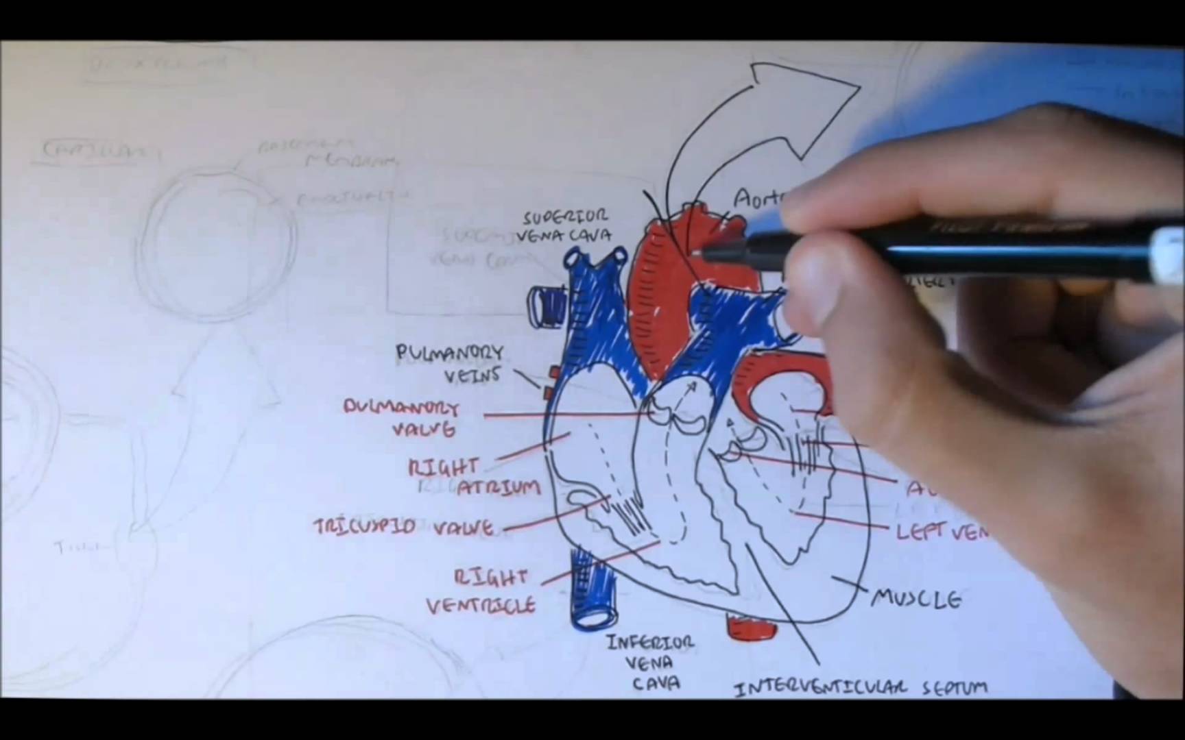 1728x1080 Cardiovascular System Anatomy - Cardiovascular System Sketch