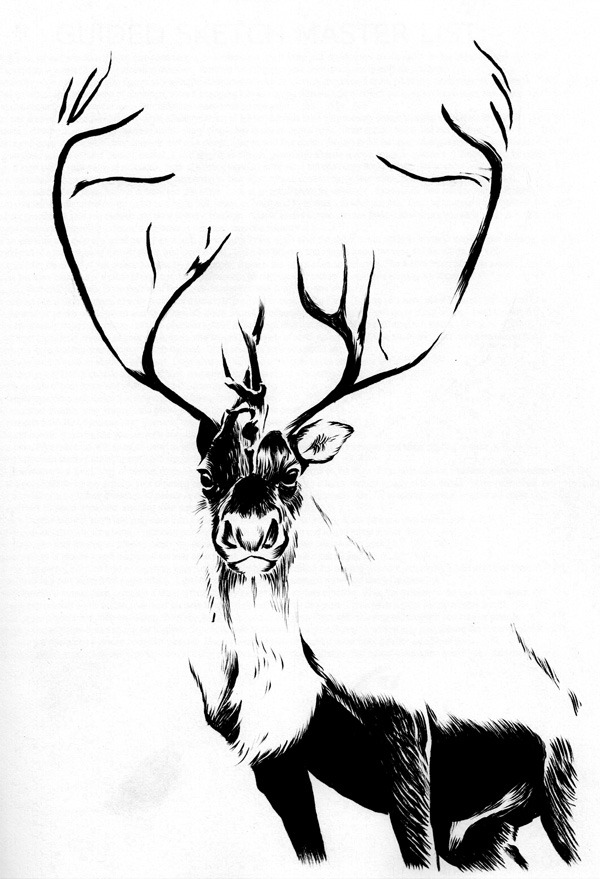 600x879 Caribou By Sethwolfshorndl - Caribou Sketch
