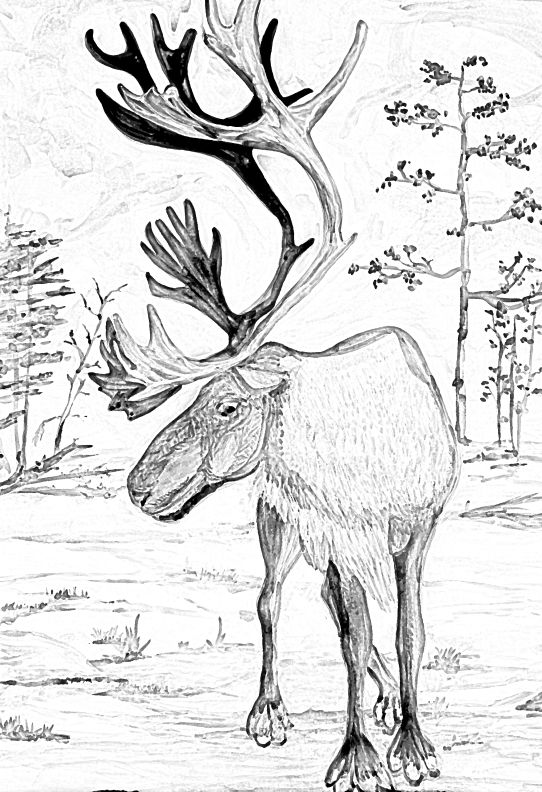 542x792 Caribou Pencil Drawing Caribou Elk Moose Deer - Caribou Sketch
