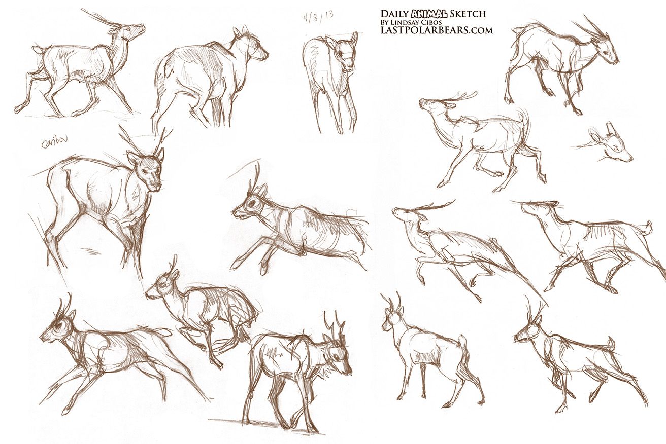 1312x876 Caribou Sketches Drawing Sketches, Drawing - Caribou Sketch