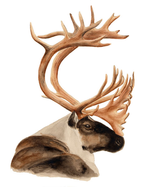 468x600 Craig Magoon Design - Caribou Sketch