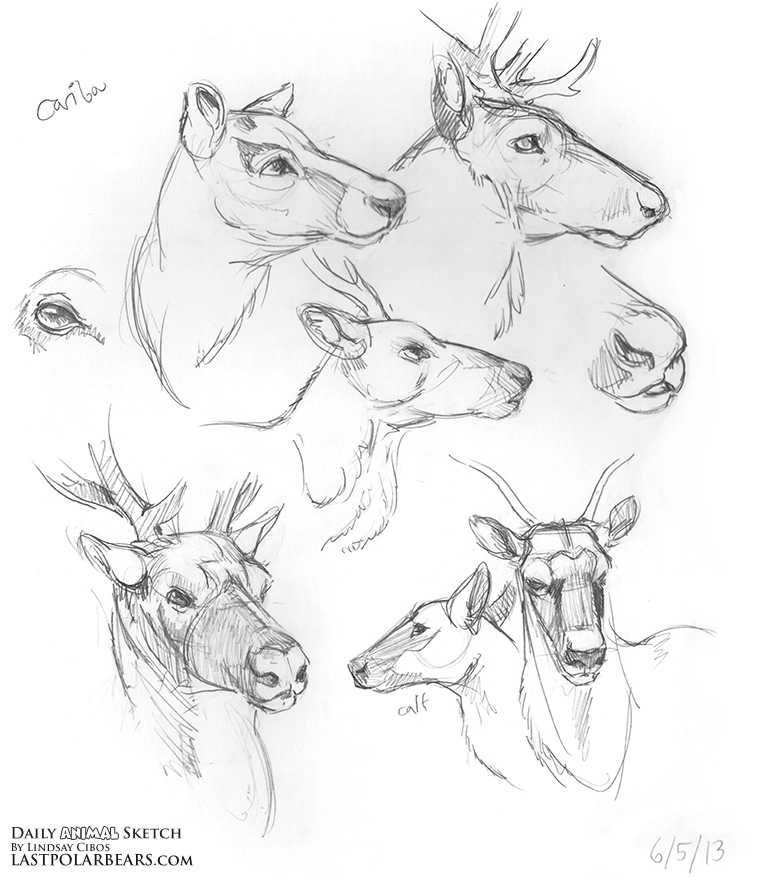 761x878 Daily Animal Sketch Badgers And Caribou Last Of The Polar Bears - Caribou Sketch