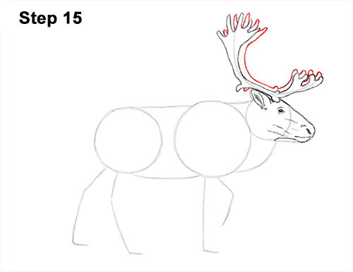 500x386 How To Draw A Reindeer (Caribou) - Caribou Sketch