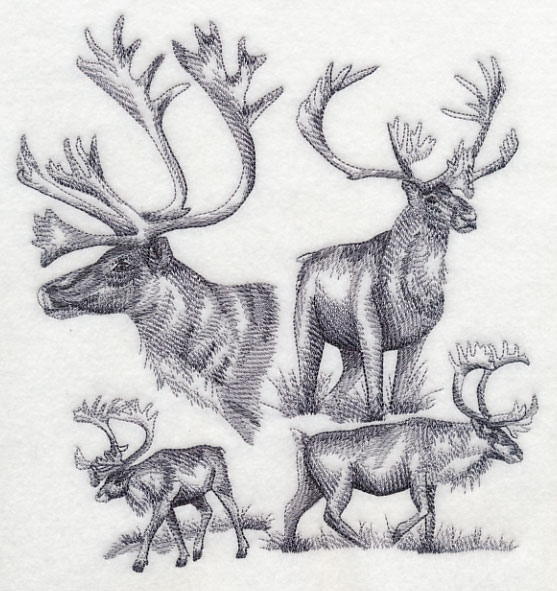 557x591 Machine Embroidery Designs - Caribou Sketch