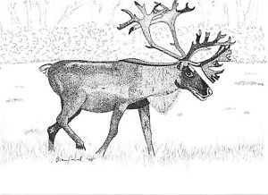 300x218 Original Art - Caribou Sketch