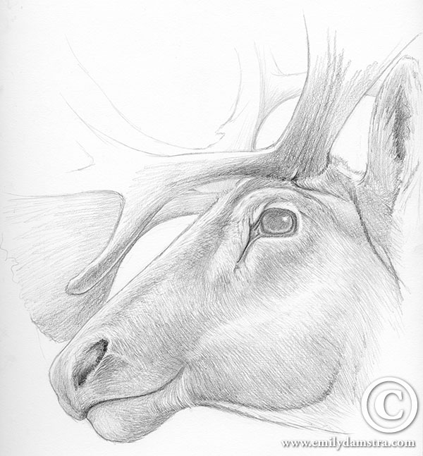 600x647 Sketching - Caribou Sketch