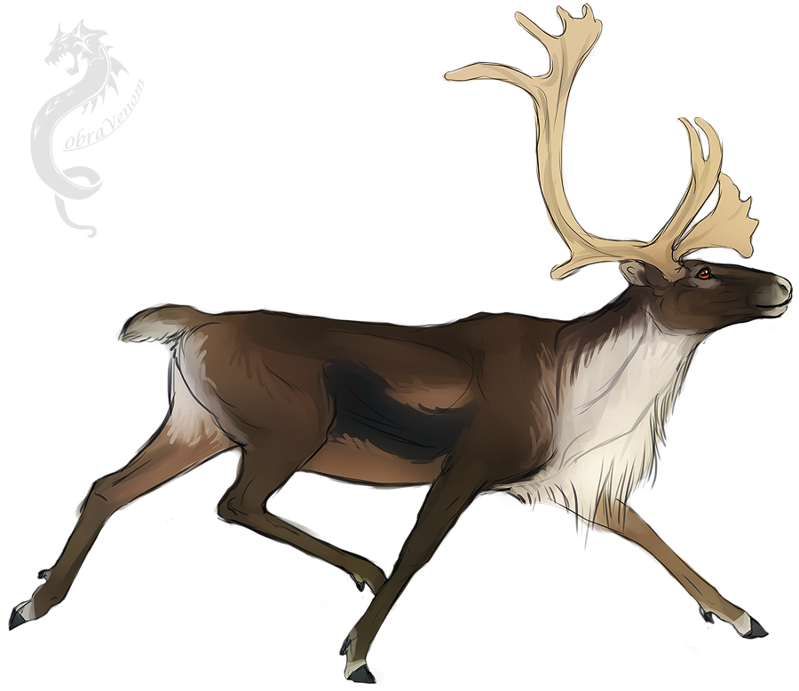 900x779 Snowshoe - Caribou Sketch