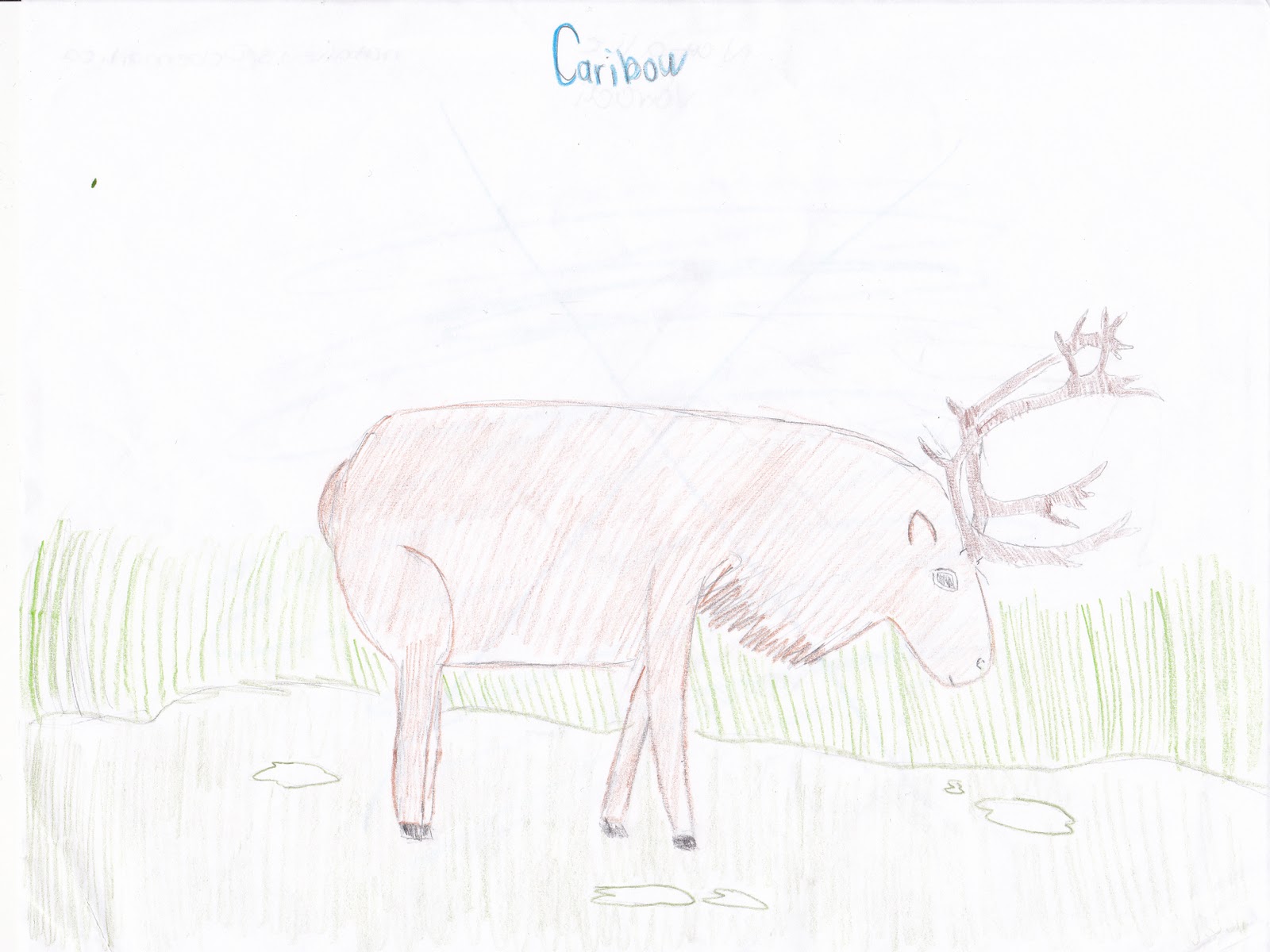 1600x1200 The American Woodland Caribou By Natalie Varadi - Caribou Sketch